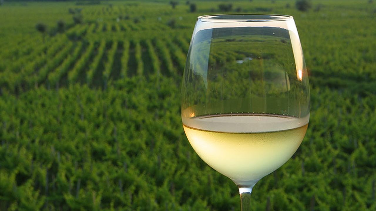 Glass of Vrbnička Žlahtina overlooking vineyards near Vrbnik on Krk Island